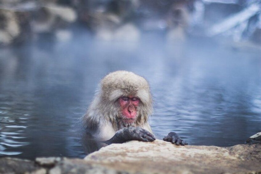 Nagano Snow Monkey Park Private Tour from Tokyo 1