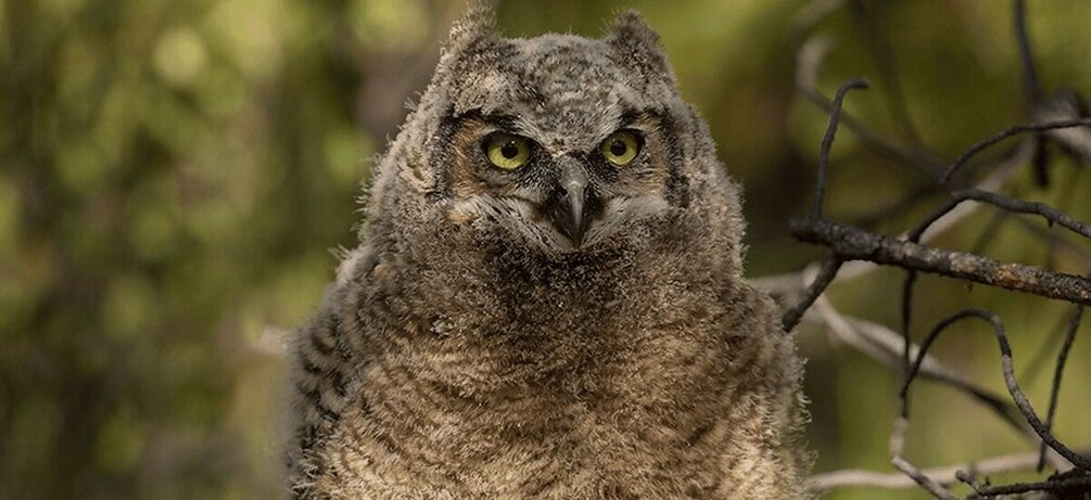 An owl perched on a branch. 3