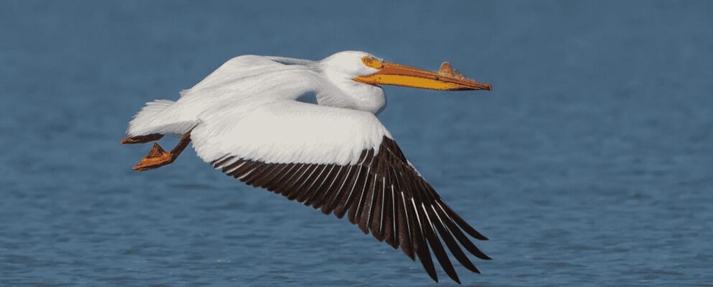 A white bird with an orange beak and black wingtips flying over water. 4