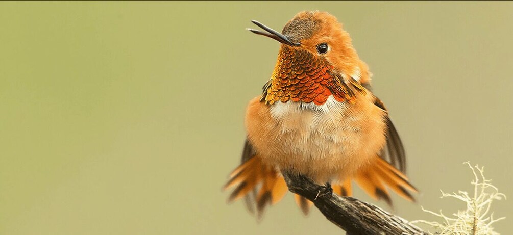 A hummingbird perched on a branch. 2