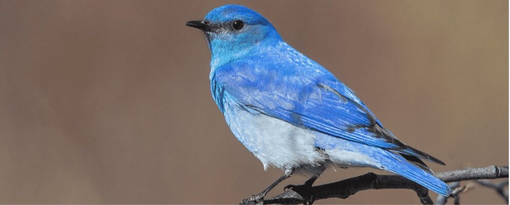 A blue bird perched on a branch. 5