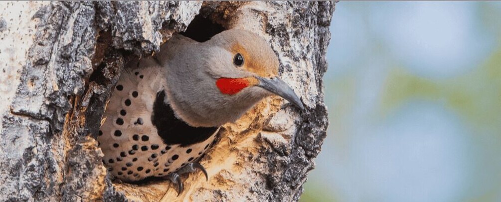 A woodpecker with a red patch on its face, pecking at a tree. 1