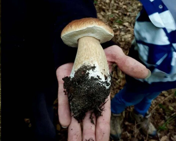 A person holding a mushroom with a white cap and a thick stem. 5