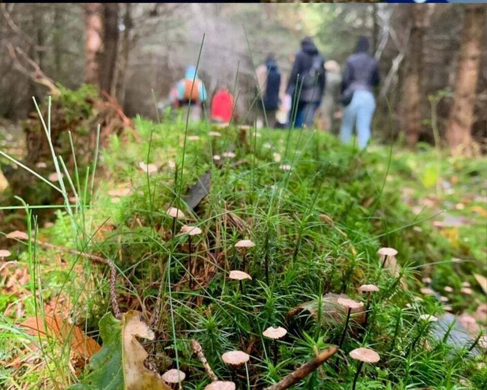 A forest with green moss and small mushrooms. 3
