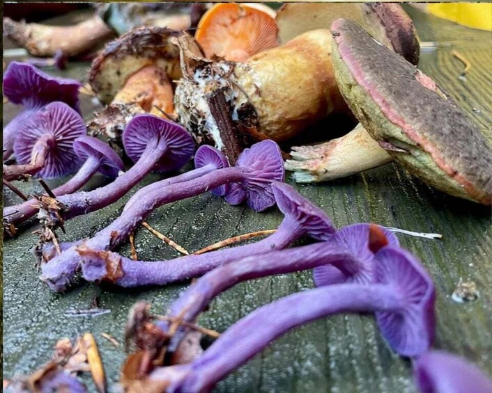 Purple mushrooms, a sliced orange, and a wooden object on a textured surface. 4