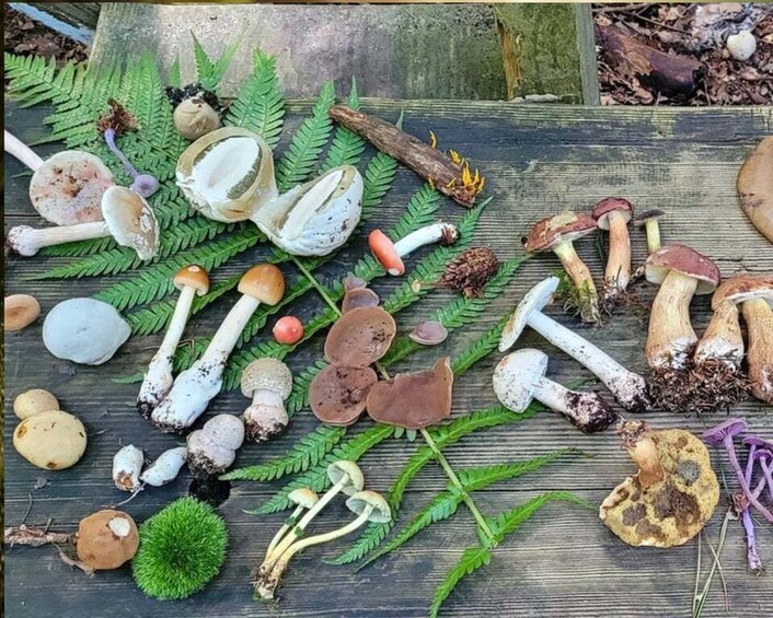 Various mushrooms and ferns on a wooden surface. 1