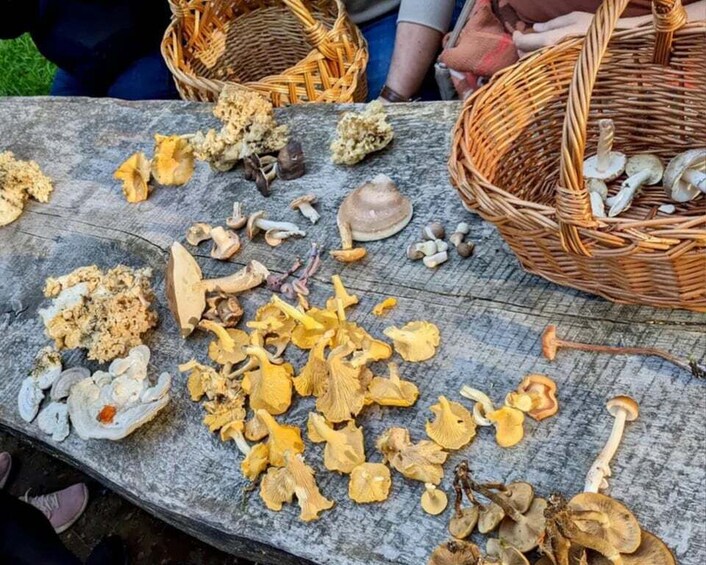 A wooden table with various mushrooms and fungi spread out. 2