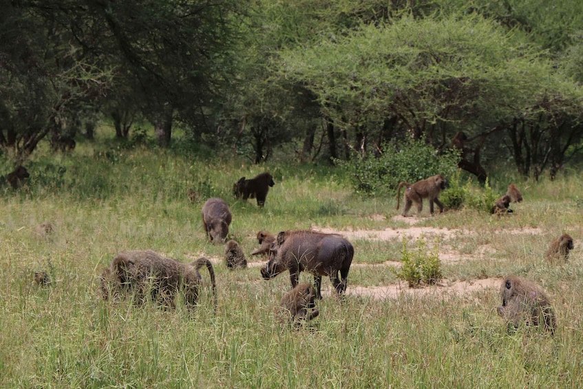 A herd of elephants in a grassy savanna with scattered trees. 2