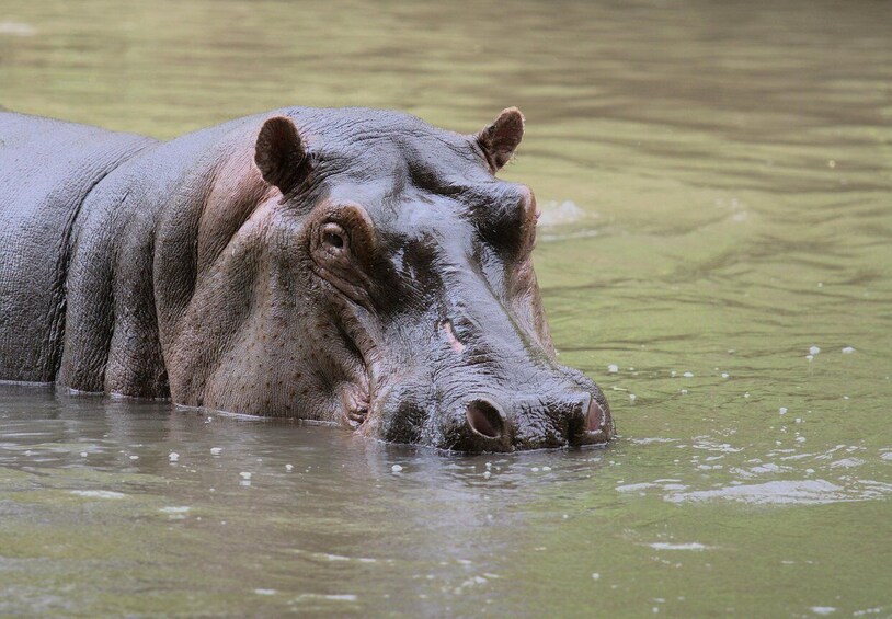 A hippopotamus partially submerged in water. 3