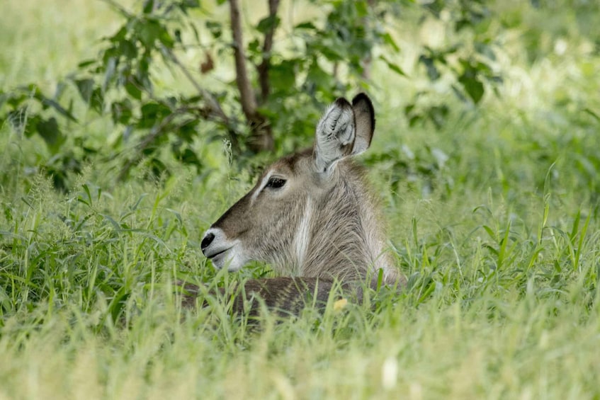A deer resting in tall grass with trees in the background. 5