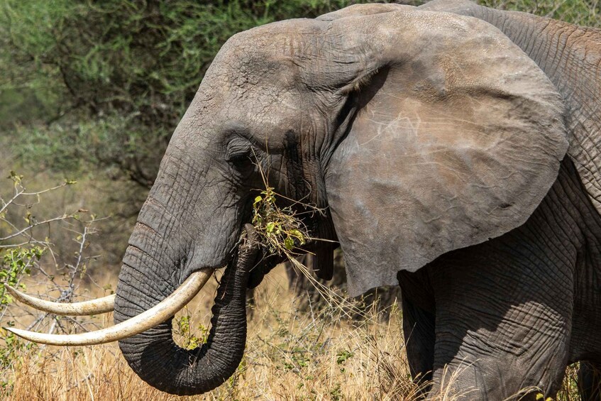 An elephant with tusks eating grass in a natural setting. 1