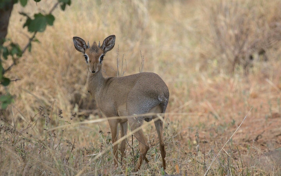 A deer in a dry grassland with sparse trees. 4