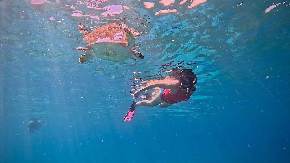 A person swimming underwater with a turtle. 1