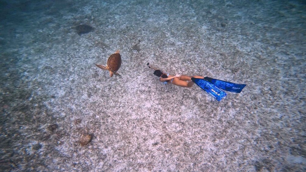 A person snorkeling with a sea turtle on a sandy seabed. 5