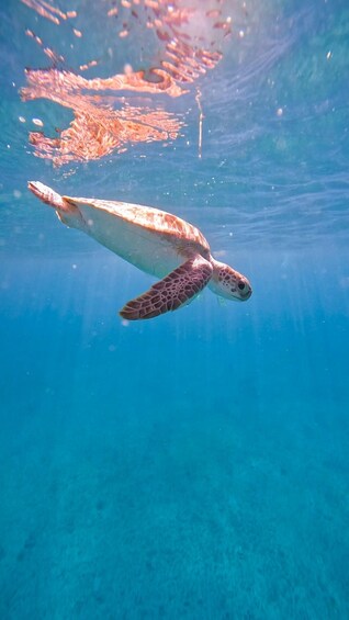 Picture 9 for Activity Private Turtle Snorkel Tour in Aruba + Professional video 2