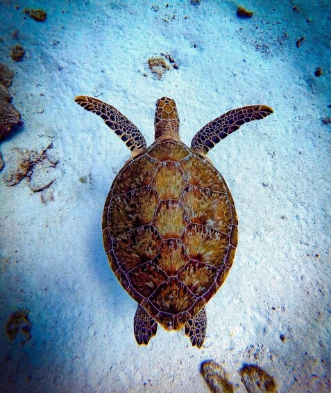 A sea turtle swimming underwater. 4