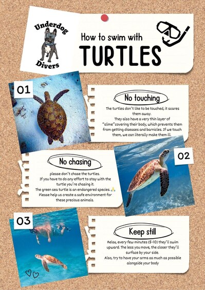 A corkboard with tips on how to swim with turtles, including no touching, no chasing, and keeping still. 3
