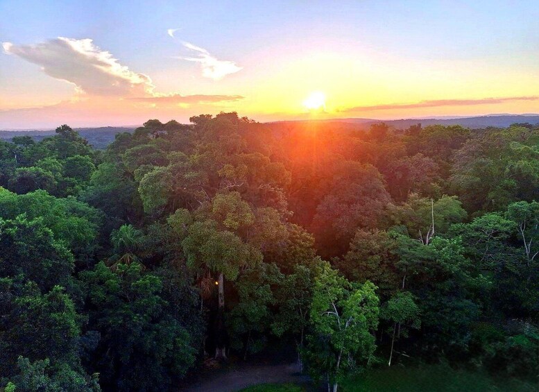 A dense forest with a clear sky and the sun setting in the background. 2