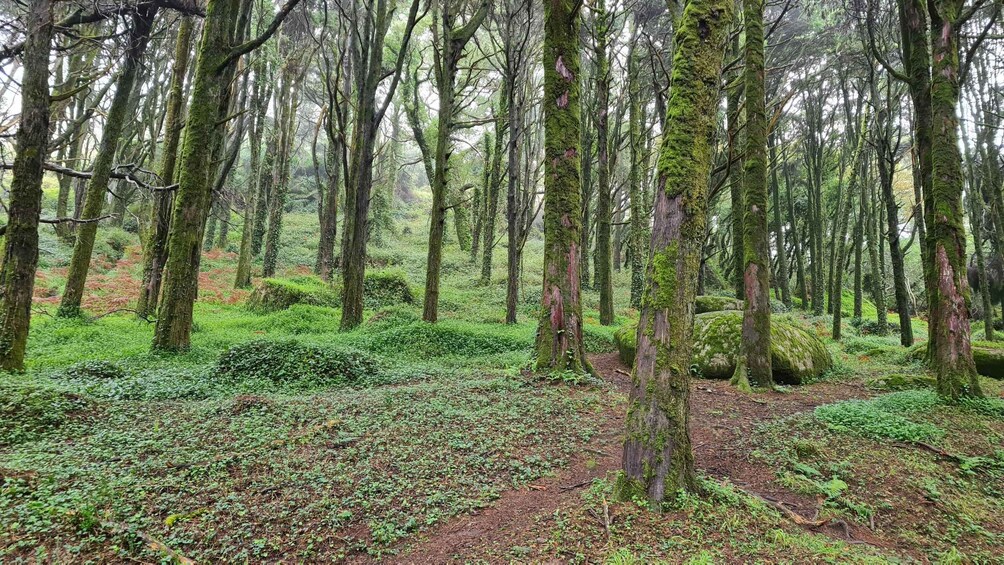 A dense forest with moss-covered trees and a dirt path. 2