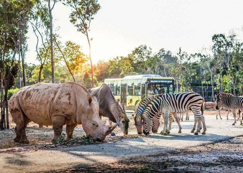 A rhinoceros and zebras in a zoo enclosure with a bus in the background. 2