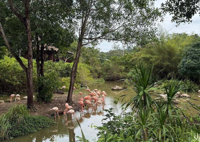 A pond with flamingos and lush greenery. 4