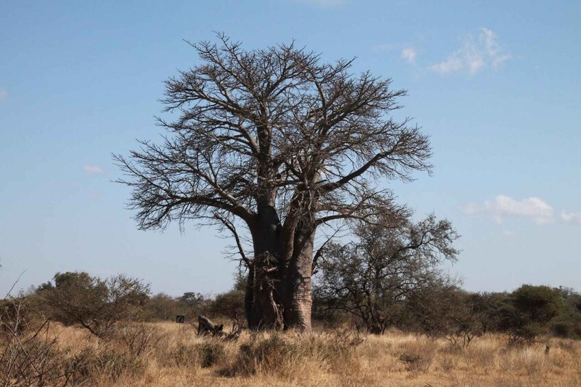 A large, leafless tree in a dry grassland with sparse bushes. 2