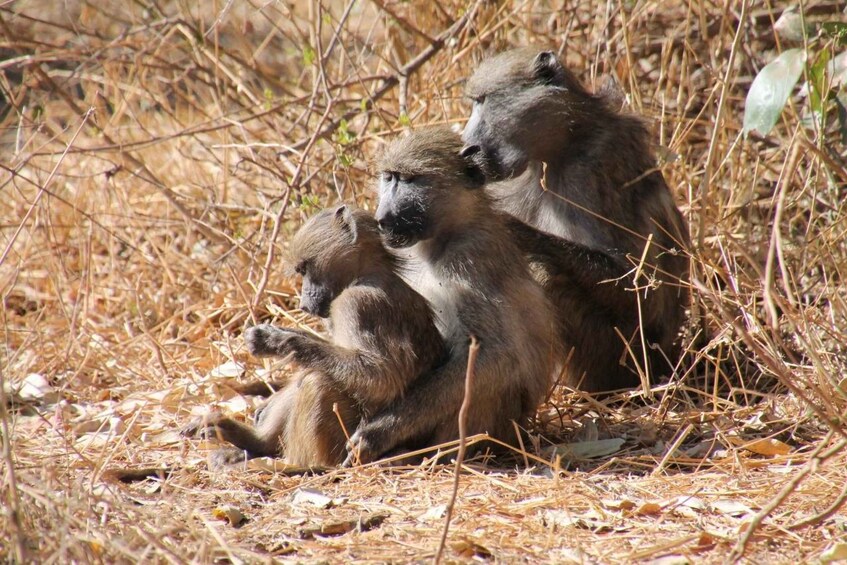 A group of monkeys sitting on dry grass surrounded by sparse vegetation. 5