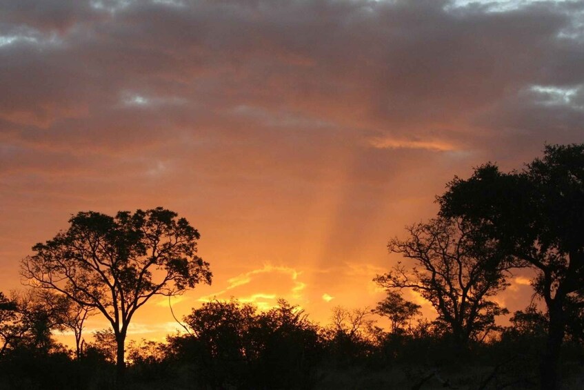 A sunset with silhouetted trees against a sky with orange and yellow hues. 3