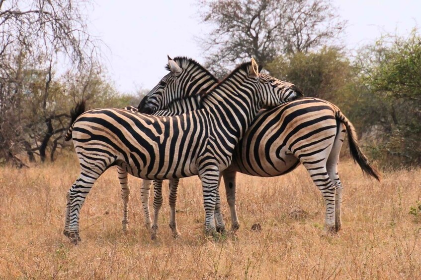 Two zebras standing close together in a grassy field with sparse trees in the background. 4