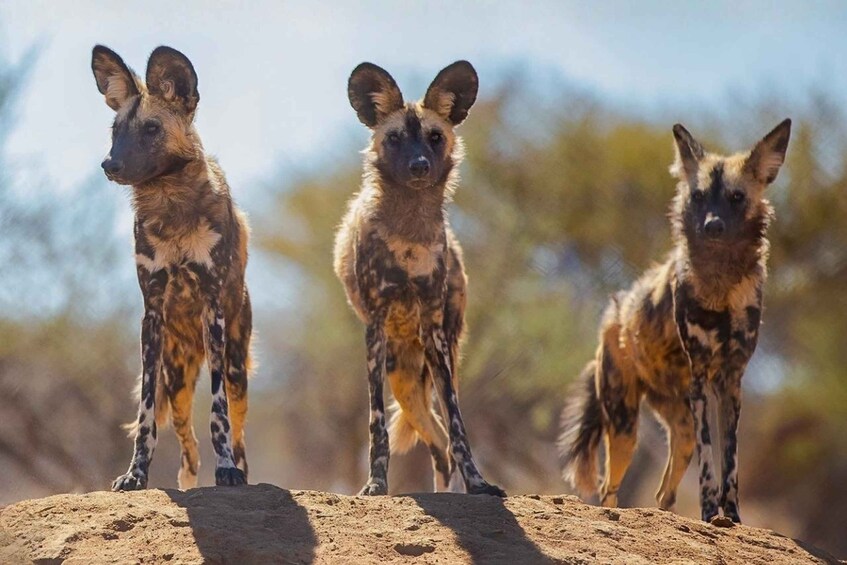 Three wild dogs standing on a rock with a blurred natural background. 1