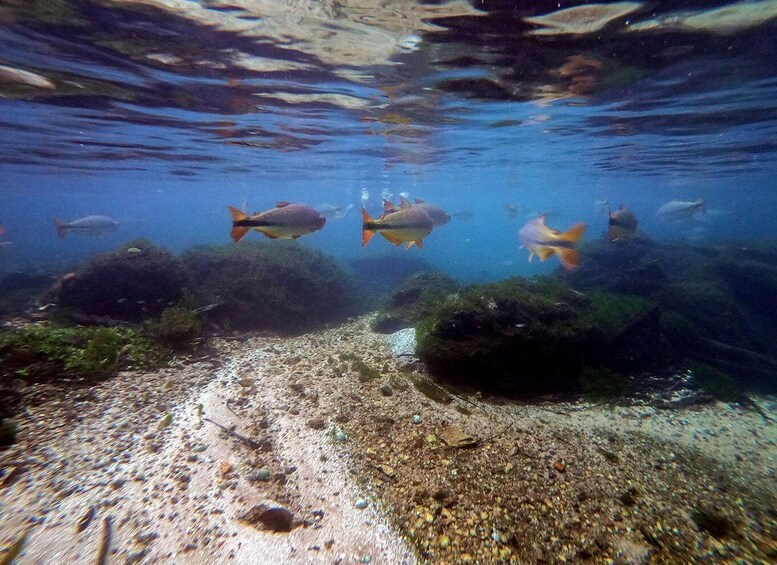 An underwater scene with fish swimming near the seabed, surrounded by rocks and marine plants. 1