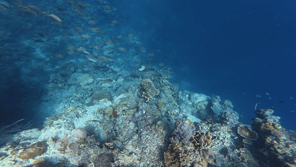 An underwater coral reef with diverse marine life and a variety of coral formations. 2