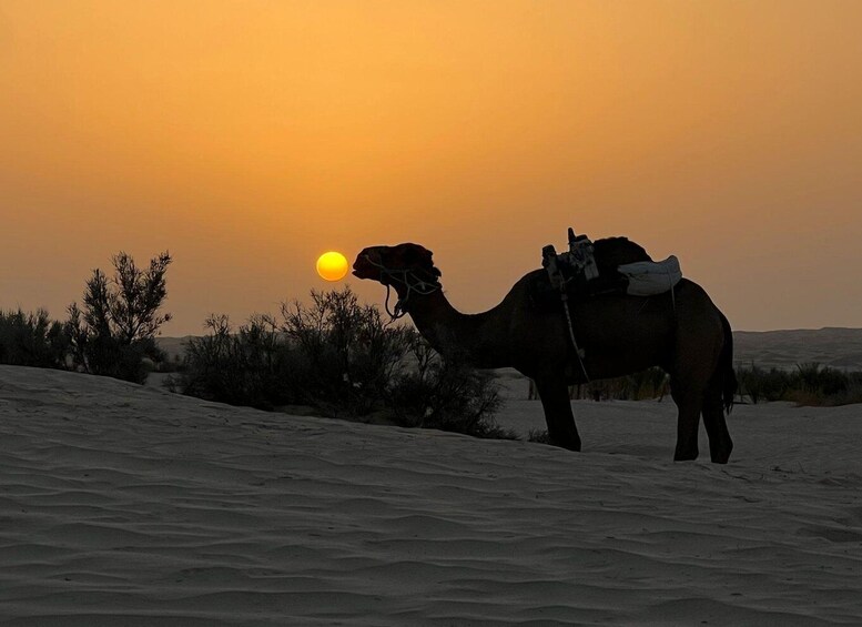 A camel with a saddle and pack on a sandy dune at sunset. 1
