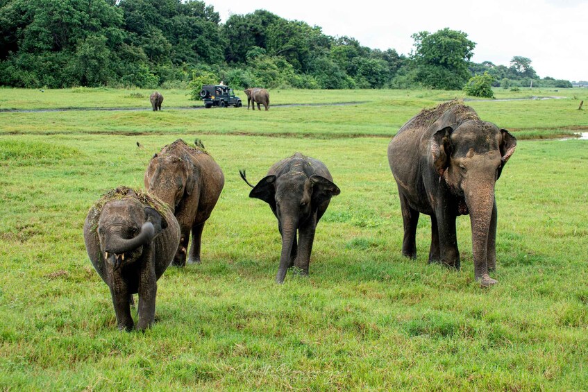 Elephants in a grassy field with a vehicle and trees in the background. 4