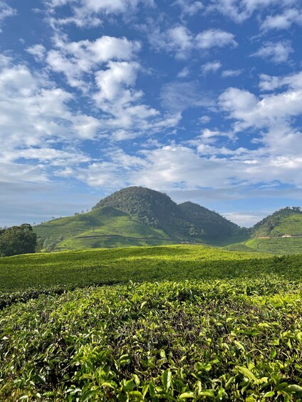A lush tea plantation with rolling hills and a partly cloudy sky. 2
