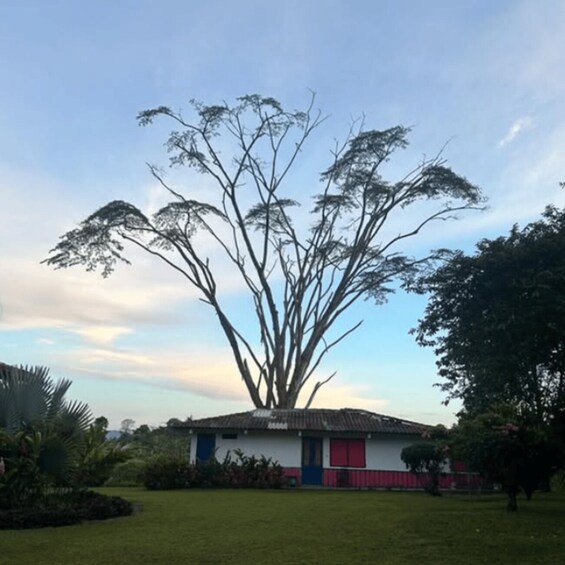 A house with a red and blue facade, surrounded by a well-maintained lawn and a large tree. 1