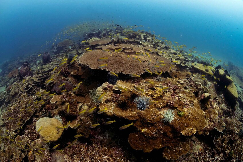 A coral reef with various fish species and marine life. 3