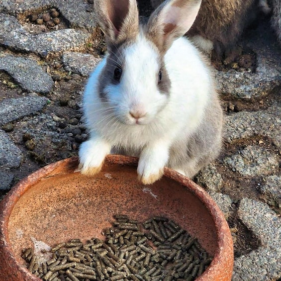 A rabbit sitting in front of a bowl of pellets. 2
