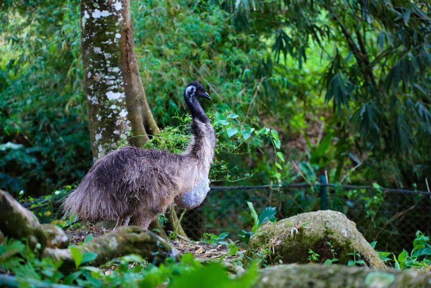 An emu in a forested area with trees and rocks. 4