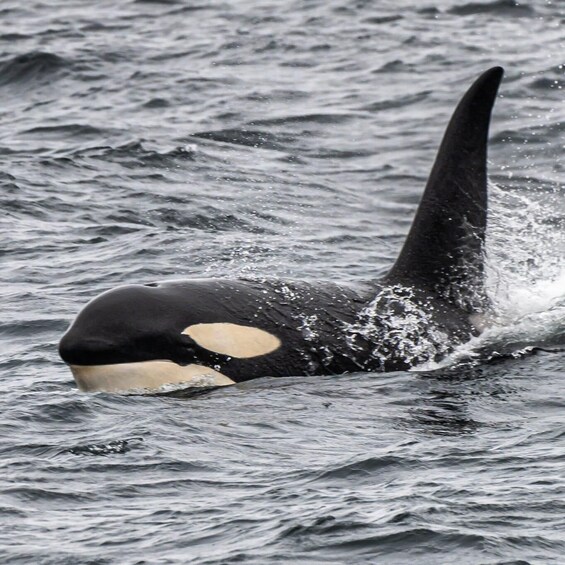 An orca with distinctive white patches swimming in the ocean. 1
