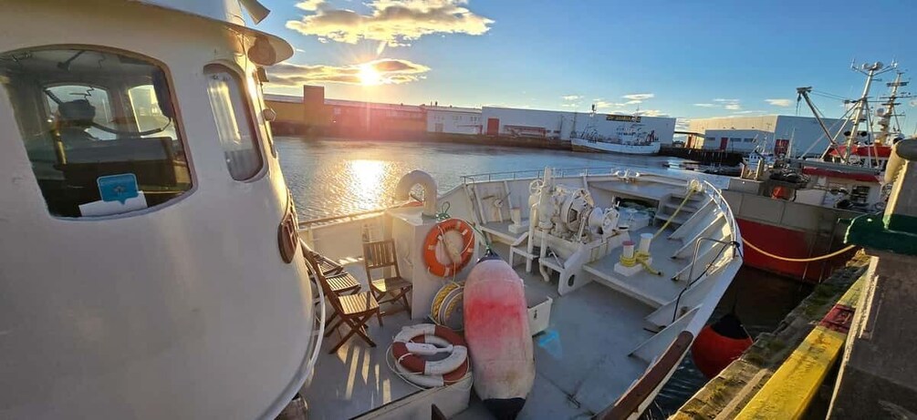 Picture 16 for Activity Stø: Arctic Wildlife Safari with Whales, Seabirds & Seals 3