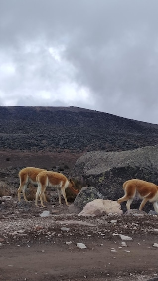 Two antelopes grazing on rocky terrain with a mountainous backdrop. 2