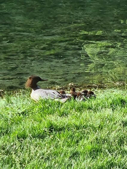 A duck with ducklings on a grassy bank by a body of water. 1