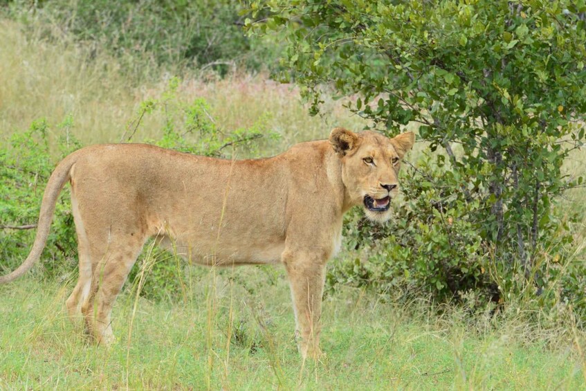 A lion standing in a grassy area with green foliage in the background. 1