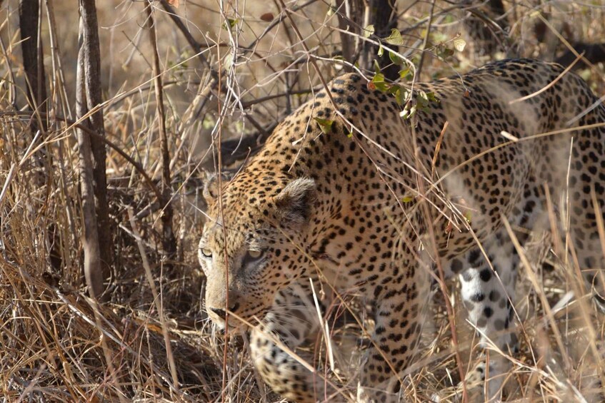 A cheetah in a dry grassland with sparse trees. 4