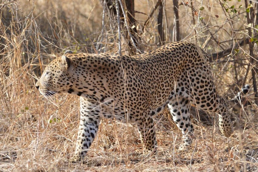 A cheetah in a dry grassland with sparse trees. 3