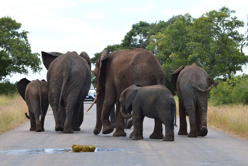 A group of elephants walking along a road with trees and a vehicle in the background. 5