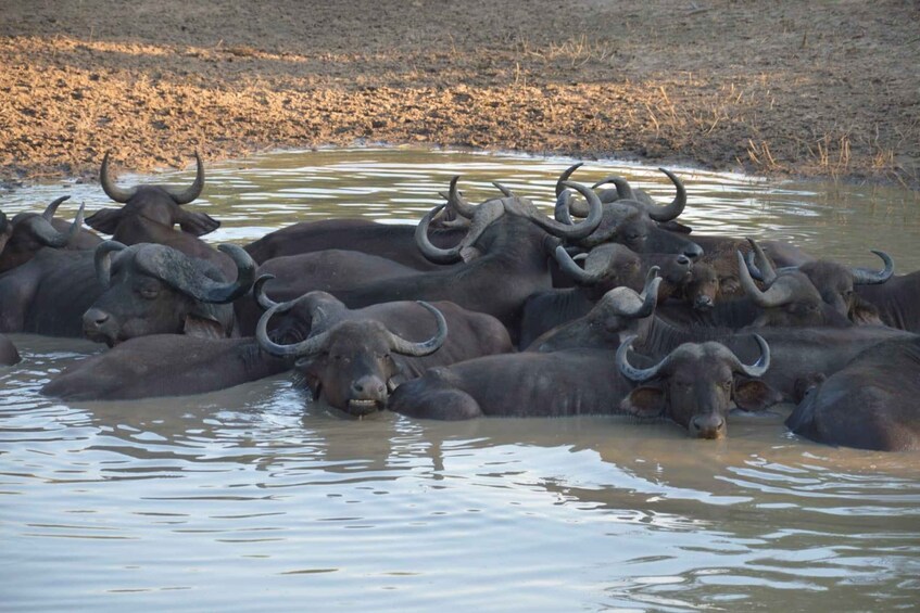 A herd of water buffalo in a muddy river. 2