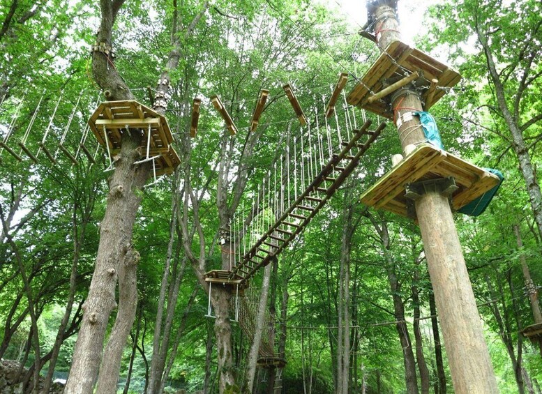 A forest with a rope bridge and wooden platforms. 3