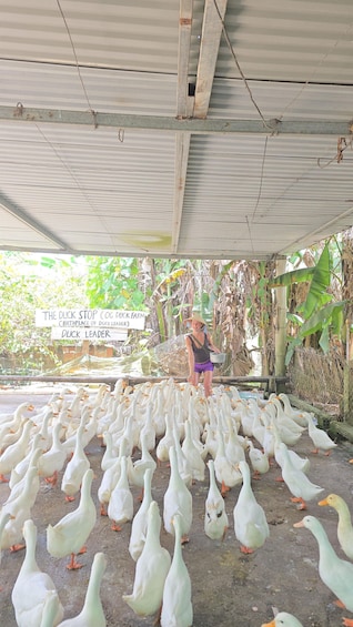 Picture 4 for Activity Phong Nha: Visit The Duck Stop&Experience Duck Leader & more 2